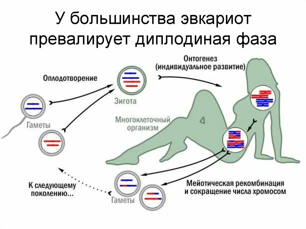 Привалировать или превалировать это. Диплоидная стадия жизненного цикла. гаплоидный жизненный цикл. чередование гаплоидной и диплоидной фаз жизненного цикла. превалировать.