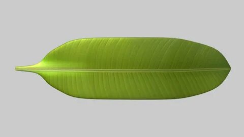 Long leaves
