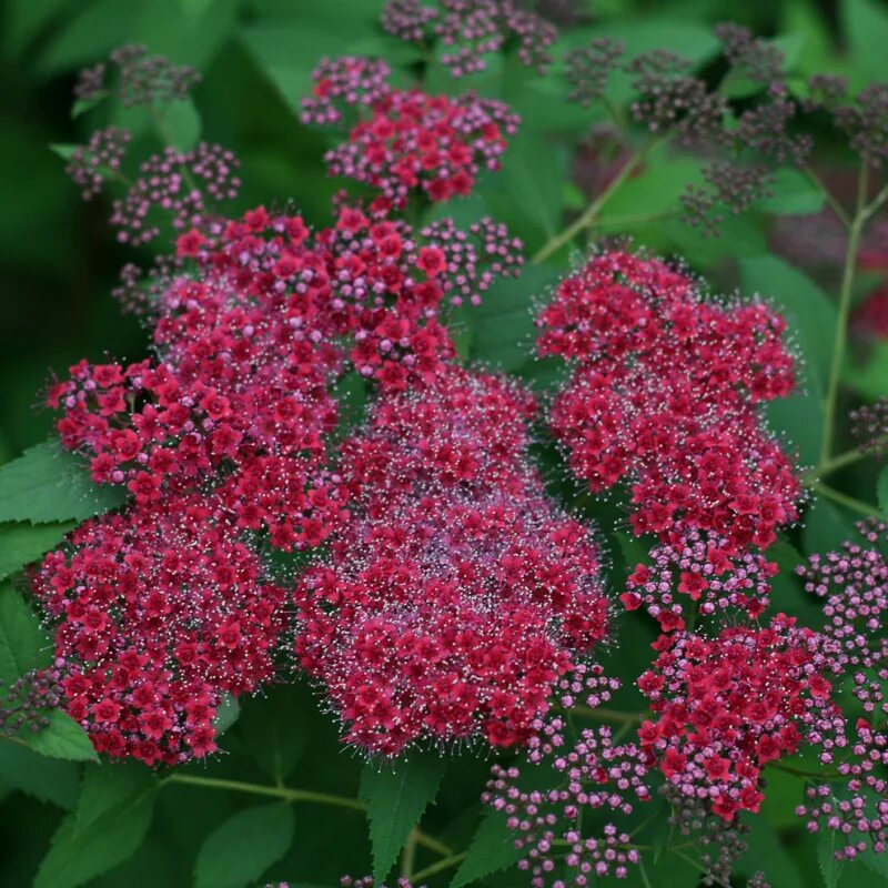 Spiraea japonica Double Play ® Red White flower farm, Hummingbird plants, Spirea