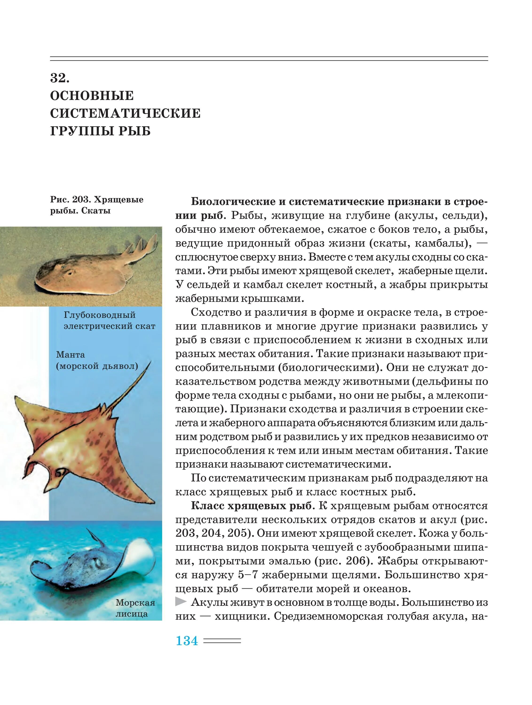 Признаки акул и скатов по группам. «основные систематические группы рыб». хрящевые акулы. скат форма тела. места обитания скатов. скат рыба признаки.