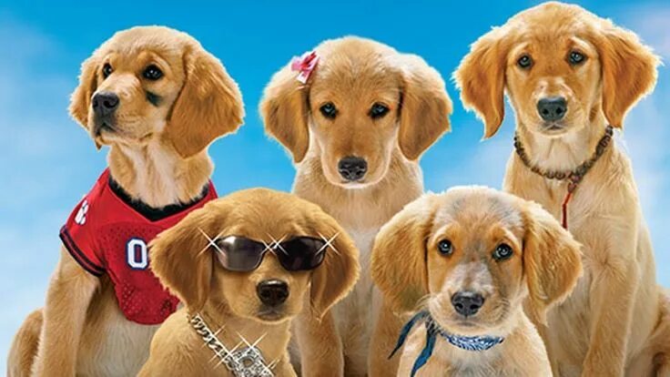 Dogecoin meme dog, Kabosu, dies at age 18 - Mothership.SG - News from Singapore,