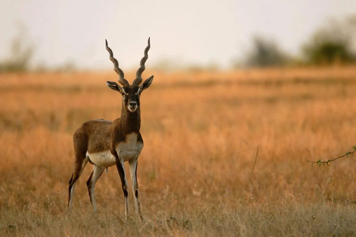 Антилопы в какой природной зоне. Антилопа Blackbuck. Винторогая антилопа. Индийская антилопа. Гарна индийская антилопа.