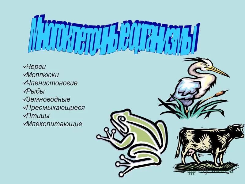 Сходство амфибий и рептилий таблица 7 класс. Членистоногие млекопитающие. Сравнительная таблица птиц и млекопитающих отличия. Особенности строения млекопитающих. Характеристика млекопитающих птиц.