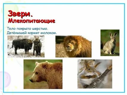 Окр мир 3 класс животные
