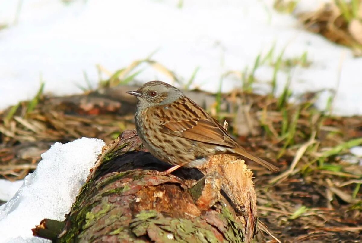 Птицы ленобласти фото с названиями. Маленькая птичка ленинградской области. Певчие птицы ленинградской области. Орнитофауна ленинградской области. Певчий дрозд в ленинградской области.