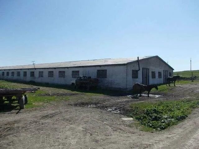 Новошипуново. Село новошипуново алтайский край краснощёковский район. Харлово алтайский край краснощёковский район. Целительница из красногорского района. Новошипуново краснощековского района алтайского края школа.