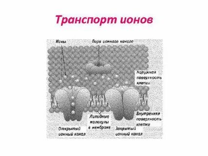 Мембранный принцип
