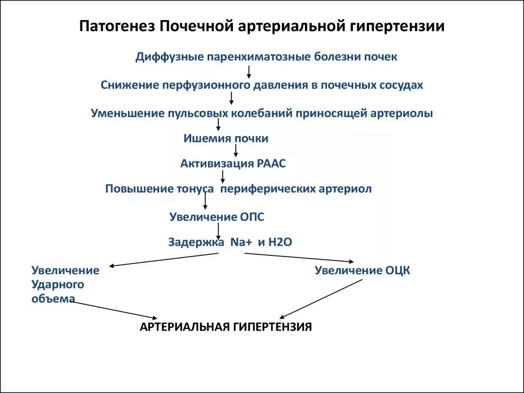 Патогенез артериальной гипертензии при почечной недостаточности. Патогенез АГ при почечной недостаточности. Механизм развития артериальной гипертензии при заболеваниях почек. Патогенез гипертонической болезни при заболеваниях почек. Патогенез почки