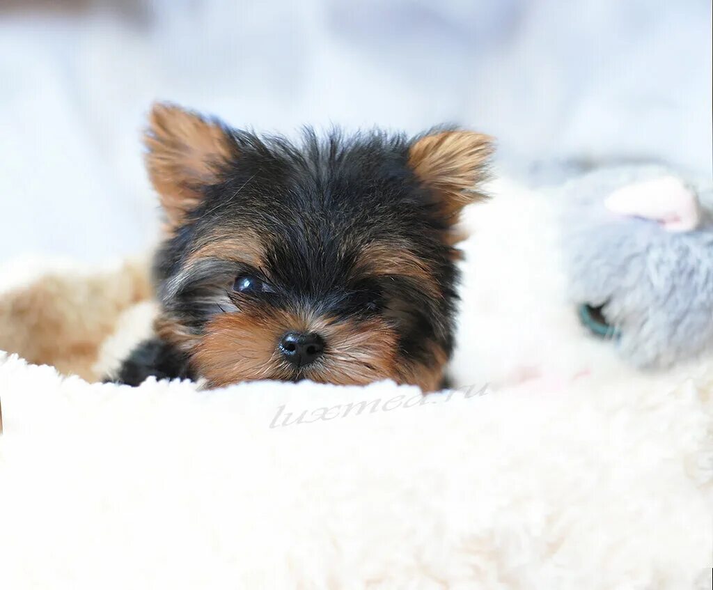 йоркширский терьер мини щенок. мраморный йоркширский терьер. йоркширские терьеры мурманск. щенки ершский терьер. чепрачный йоркширский терьер.