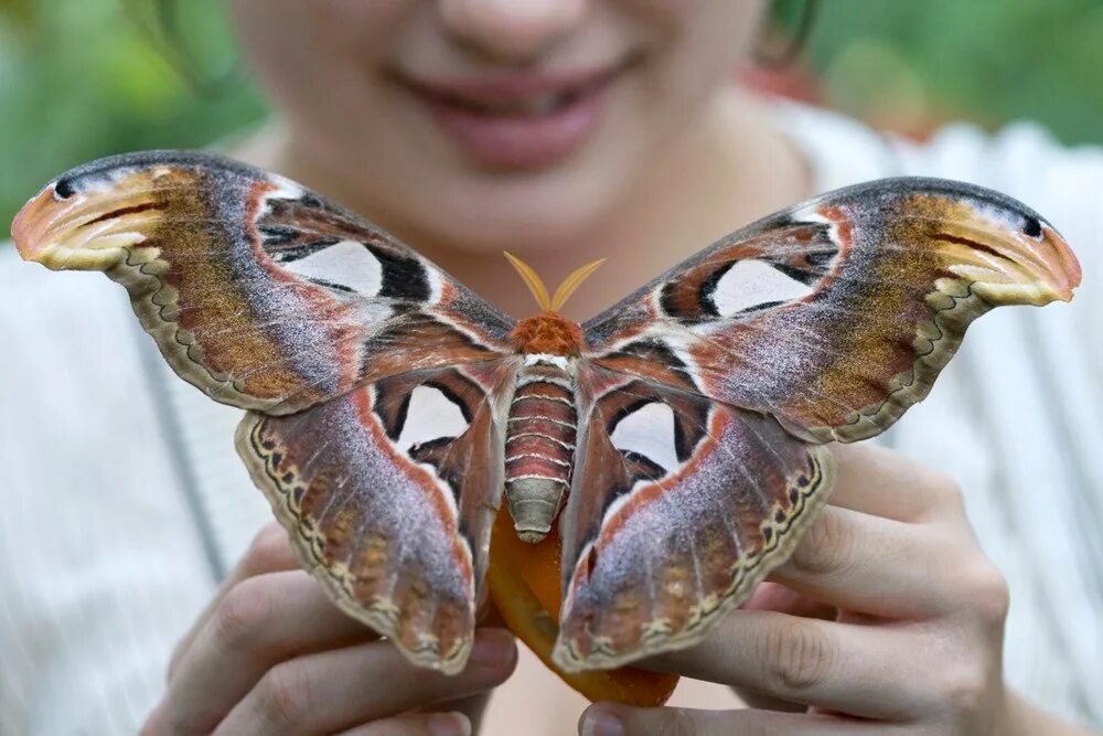 Павлиноглазка атлас. Бабочка павлиноглазка атлас. павлиноглазка атлас attacus atlas. аттакус атлас бабочка.