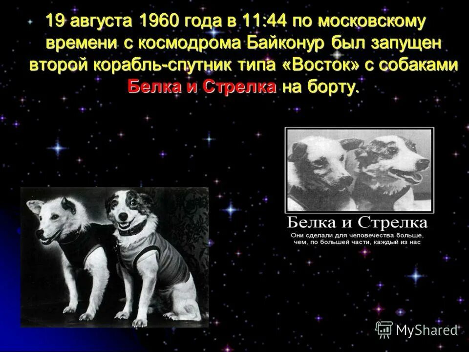 Спутник 5 собаки. Белка и стрелка 19 августа 1960 года. 1960 Год космический корабль Восток белка и стрелка. Первый полет в космос собак белки и стрелки. Первые собаки в космосе.