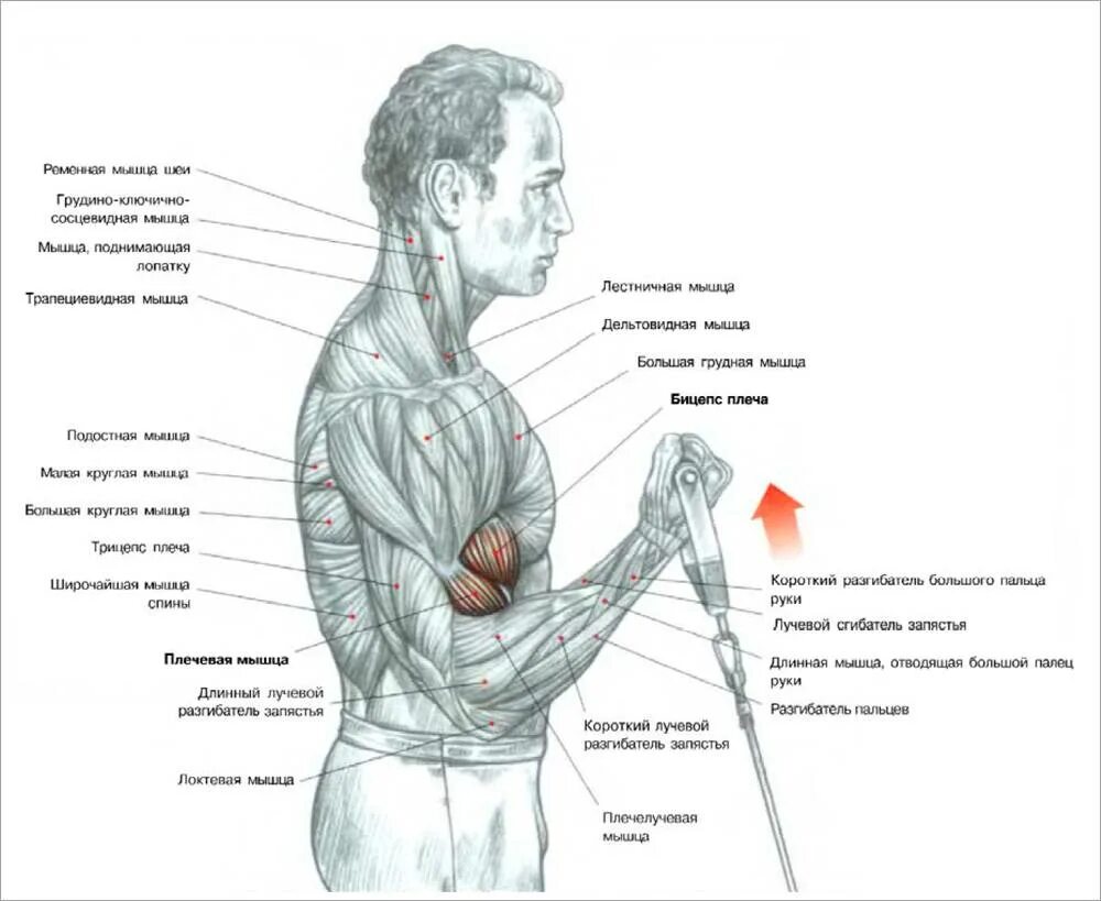 Длинный бицепс. Мощные предплечья. Анатомия мышц рук брахиалис. На руке на мышце появились. На руке на мышце появились.