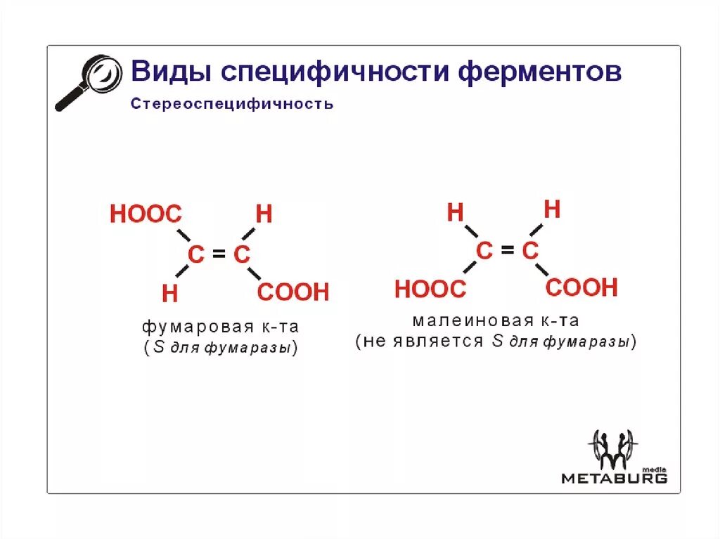 Абсолютная субстратная специфичность. Стереоспецифичность ферментов. стереохимическая специфичность ферментов пример. относительная специфичность ферментов примеры. виды специфичности ферментов примеры.