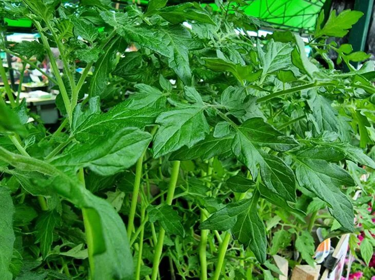 Куда можно использовать ботву помидоров