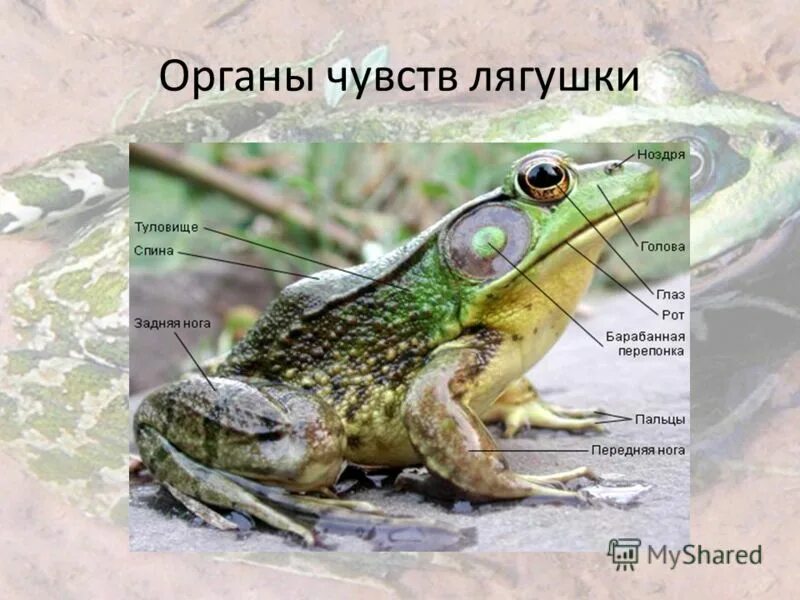 строение органов чувств земноводных. органыы чувстсземноводных. органы чувств лягушки. органыы чувстсземноводных. органы чувств у земновод.