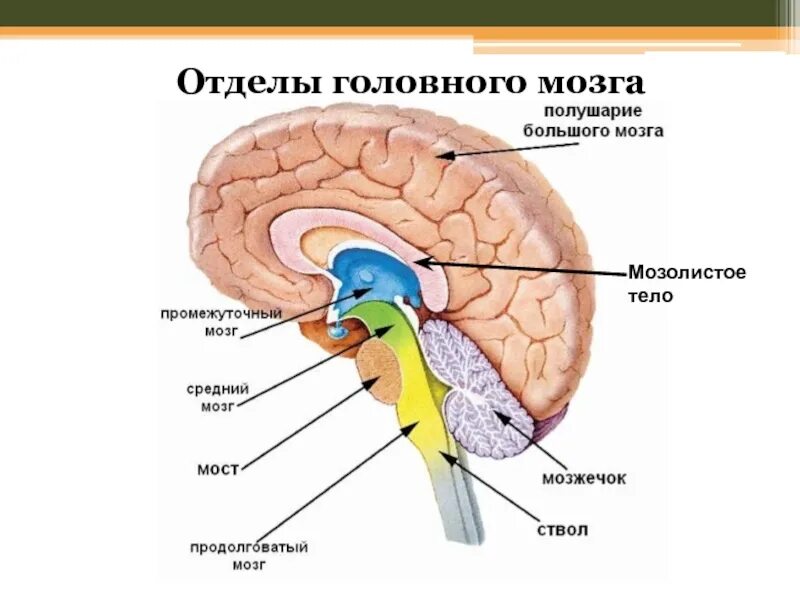 Отделы головного мозга строение и функции анатомии человека. Строение и функции структур головного мозга. Биология головной мозг отделы и функции. Строение и функции головного мозга конспект.