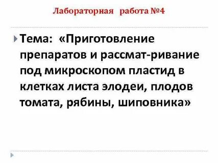 Строение клеток плодов томата рябины шиповника