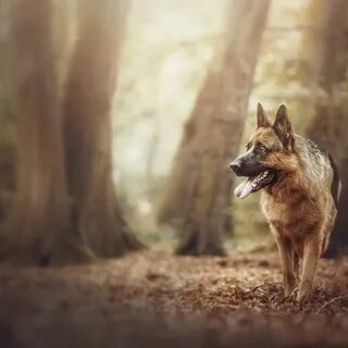 Фотограф анималист