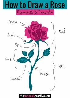 How to rose