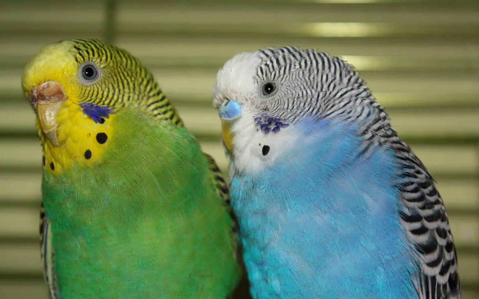 Волнистый попугай фото. Волнистый попугай. Голубой и зеленый попугай волнистик. Попугай мальчик. Полосатый попугай.