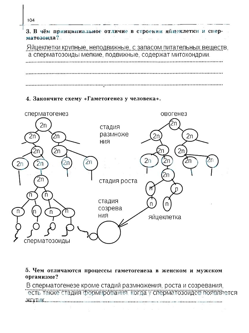 Ответы по биологии 9 класс сивоглазов. Гаметогенез биология сивоглазов.