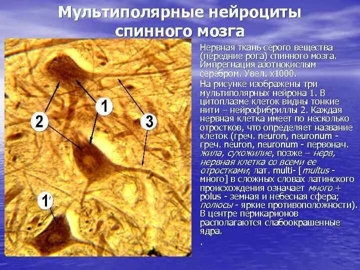 Глиоциты выстилающие полости головного и спинного мозга. Глиоциты выстилающие полости головного и спинного мозга