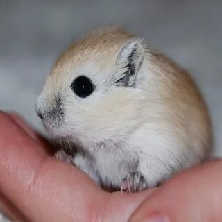 Маленькие животные грызуны