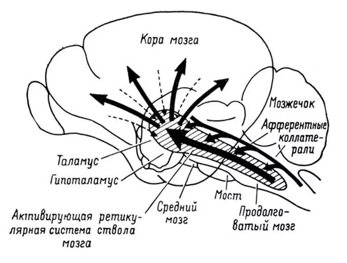 Ретикулярная формация цнс. Ретикулярная формация ствола мозга. схема строения ретикулярной формации. ядра ретикулярной формации схема. ядра ретикулярной формации продолговатого мозга.