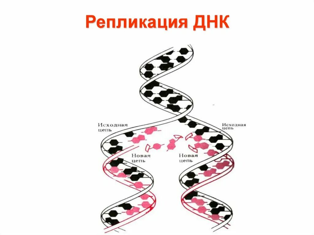 Схема репликации ДНК. Три механизма репликации ДНК. Схема репликации ДНК ЕГЭ. Репликация Гена. Репликация в биологии