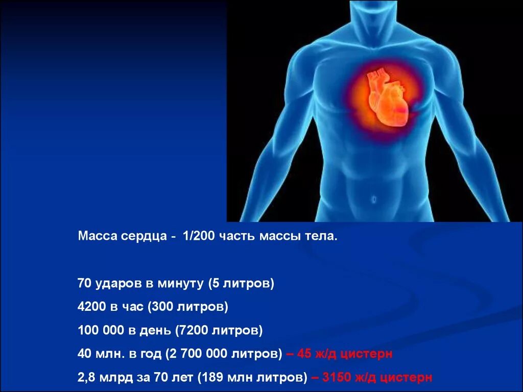 Сердце весит. Сердце весит. Сердце весит. Вес сердца взрослого человека. Сердце весит.