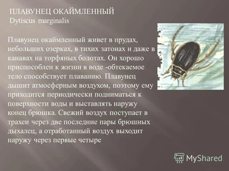 Презентация по окружающему миру "Жизнь пресного водоема"