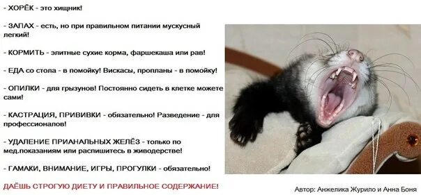 Хорьки питание смешно. Кормление пушных зверей. Продолжительность жизни хорька. Что едят хорьки. Хорек питание.