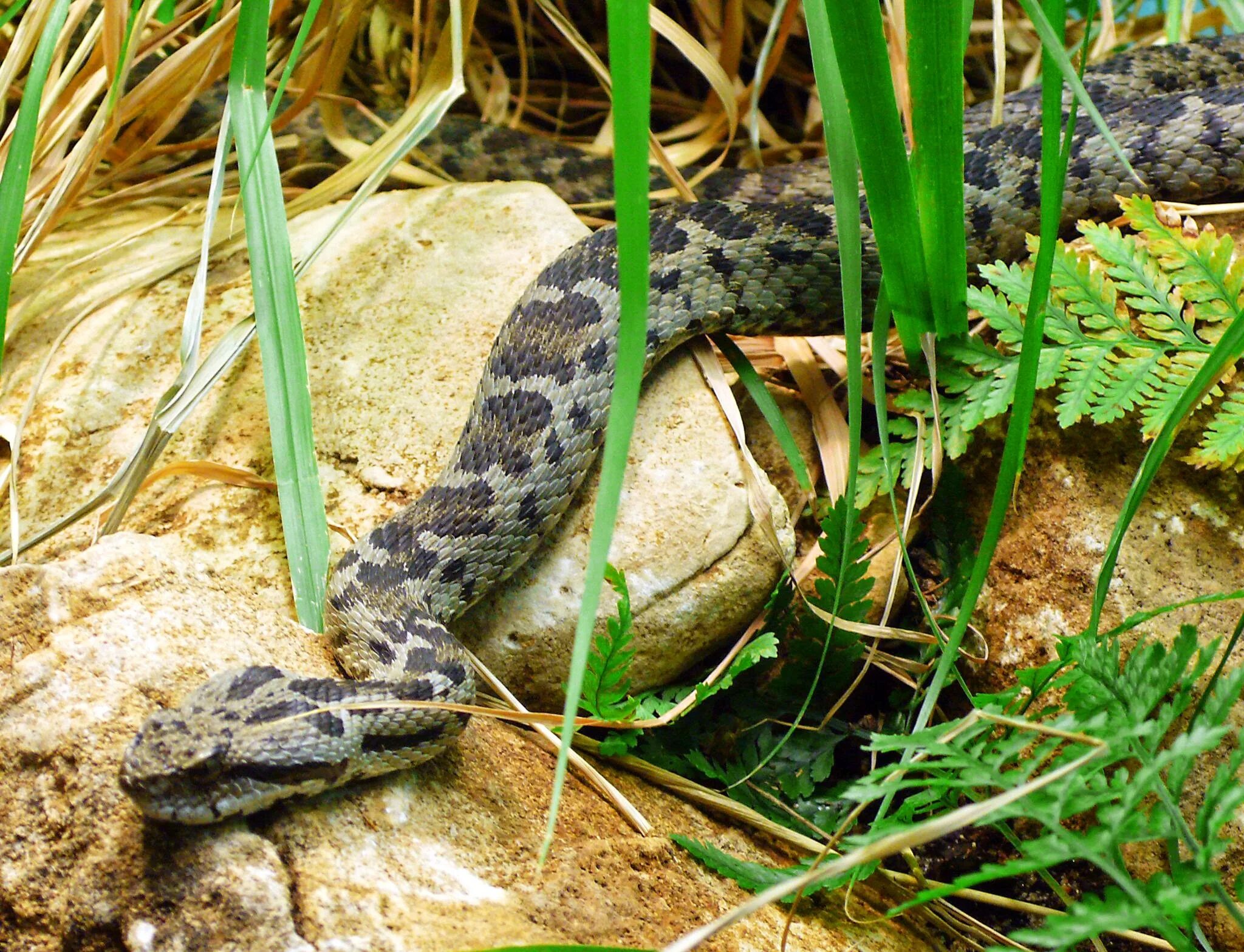 Гадюка армянская (Vipera xanthina). Малоазиатская гадюка. Гадюка Радде. Шахматная гадюка Кавказская. Змей турции