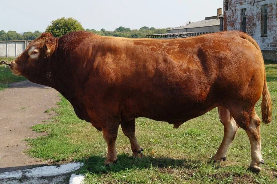 Холмогоры телята бычки. Бычки холмогорской породы. Холмогорские бычки. Холмогорская порода коров и быков. Холмогорская порода быков.