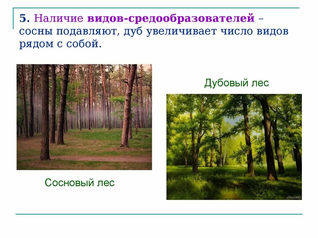 Вид средообразователь в лиственном лесу. Виды средообразователи это. Видовая структура соснового леса. Растения виды средообразователи. Видом средообразователем в хвойном лесу