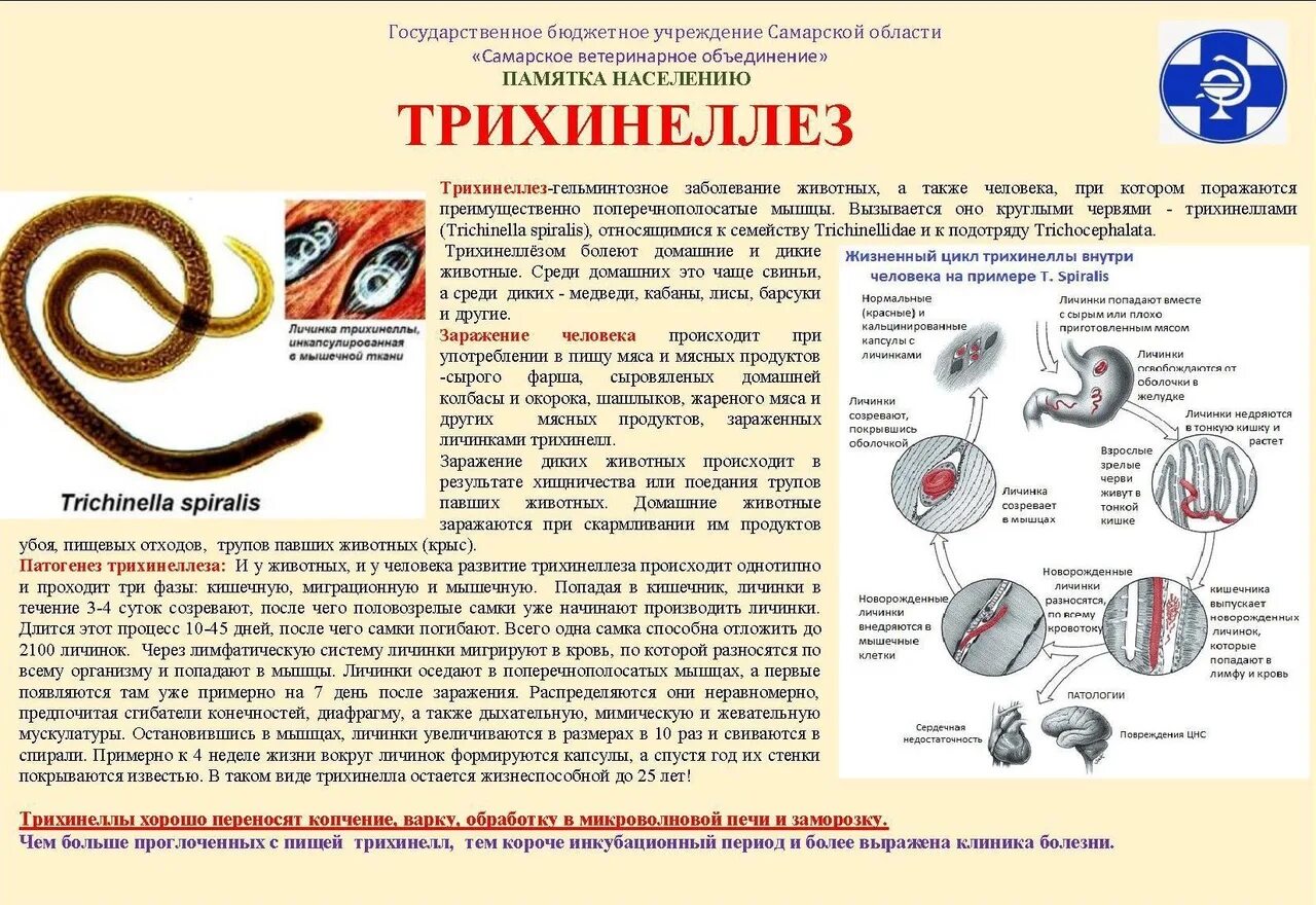 Путь инвазии трихинеллез. Трихинелла симптомы заражения. Заражение трихинеллы спиральной. Трихинелла строение жизненный цикл.