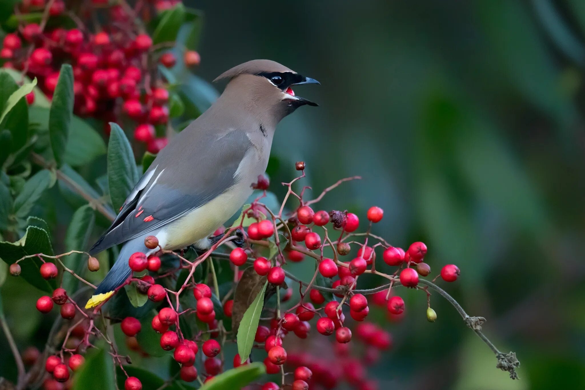 Про свиристель. Кедровый свиристель Cedar Waxwing. Дрозд свиристель Крымский. Птичка свиристель. Американский (Кедровый) свиристель.