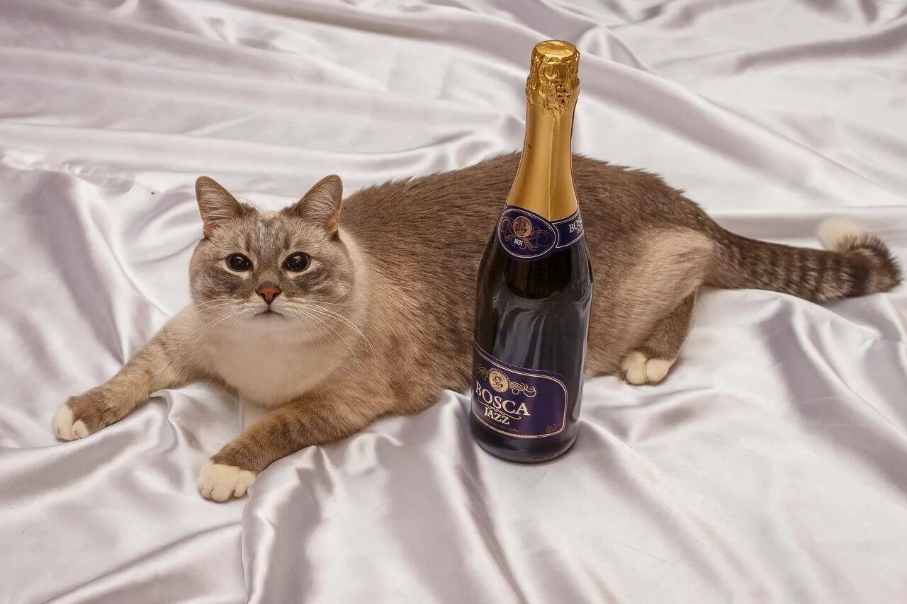 Кот и шампанское. Коты шампанское. Шампанское для кошек. Котик с шампанским.