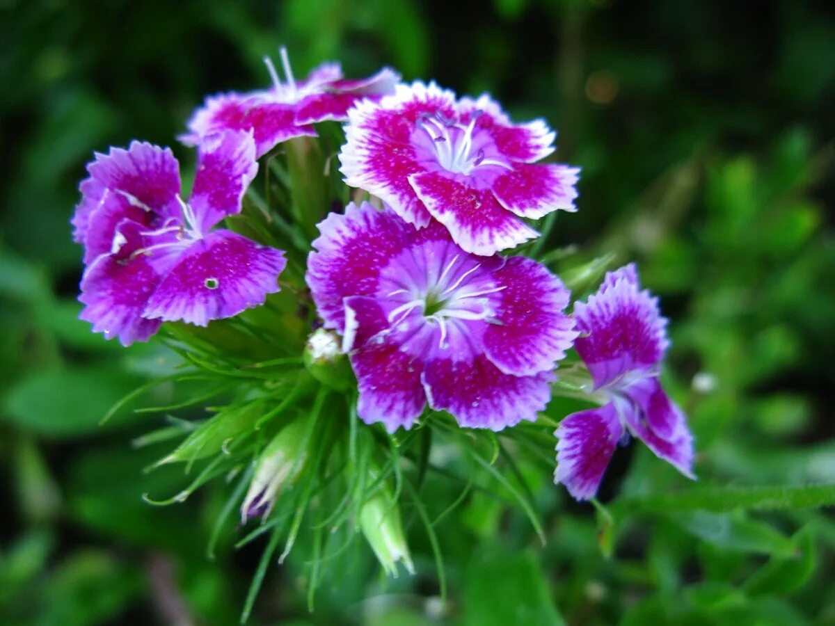 У дикой гвоздики 5 лепестков. Гвоздика Dianthus chinensis. Dianthus chinensis гвоздика китайская. Гвоздика китайская Пурпл. Гвоздика Diana Purple.