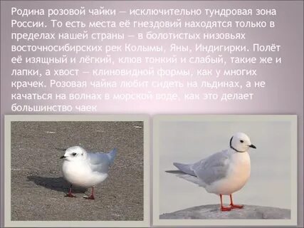 Описание чайки