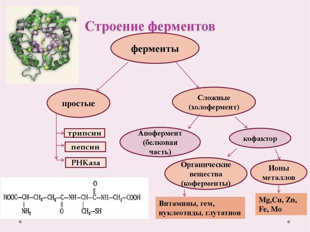 Природа вещества фермент. Химическая структура ферментов. Состав т строение ыерментов. Строение ферментов биохимия структура. Химическое строение ферментов.