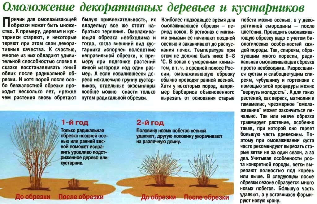 Весенняя обрезка кустарников ранней весной. Омолаживающая обрезка кустарников. Весенняя подрезка деревьев и кустарников. Обрезка омолаживая деревьев и кустарников. Чем подкормить деревья и кустарники весной