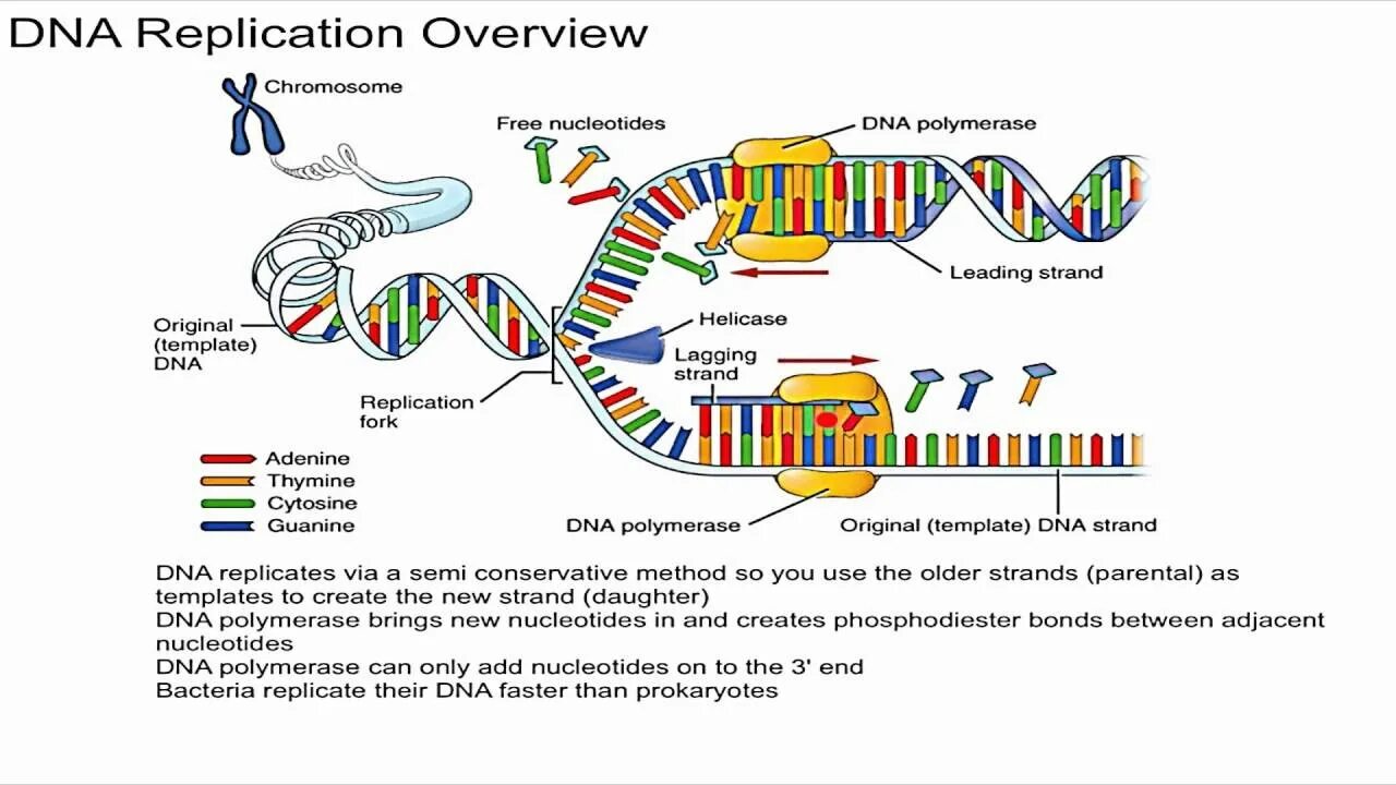 Гипотезы репликации днк. Dna replication. схема репликации днк. репликация днк рисунок с подписями. dna replication bioninja.