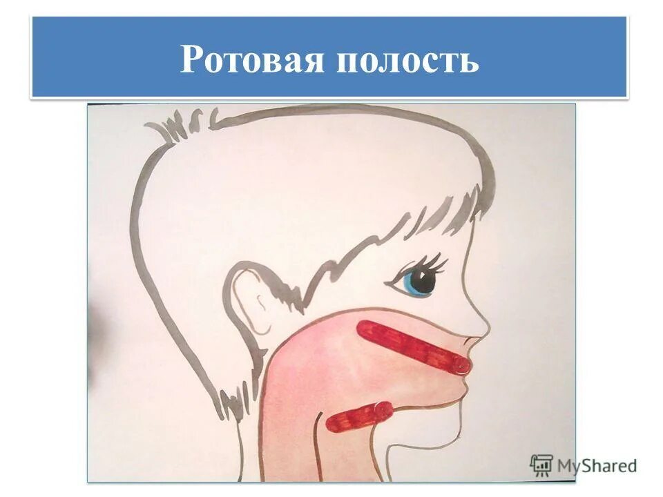пищеварение в ротовой полости тест 8 класс. пищеварение в ротовой полости тест 8 класс. пищеварение в ротовой полости тест 8 класс. презентация по биологии пищеварение ротовой полости. зубы человека в ротовой полости анатомия.