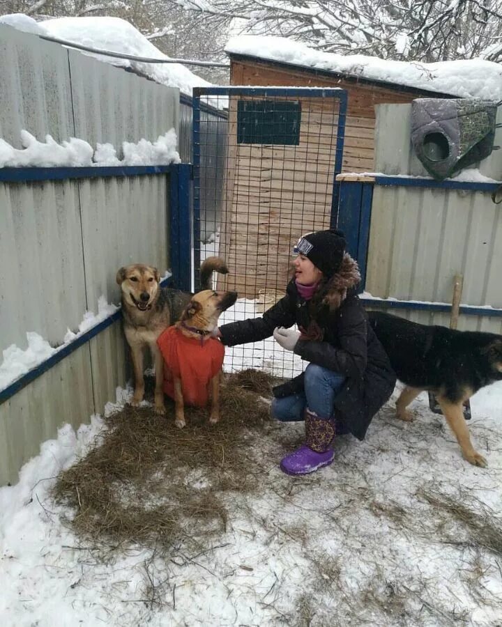 Ногинский приют для собак. Приют электросталь. Приют электросталь. Зоотакси для собак орехово-зуево. Приют электросталь.