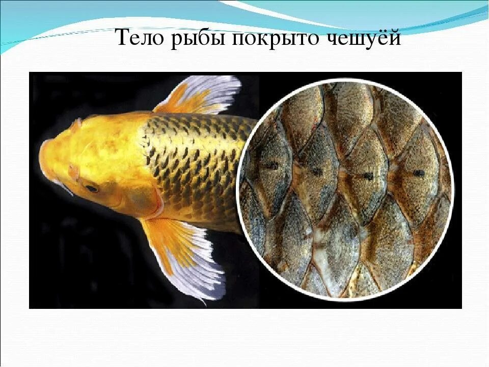 Как расположена чешуя на теле рыбы какое. Рыба покрыта чешуей. Тело рыб покрыто. Чешуйка рыбы. Покровы тела рыб.