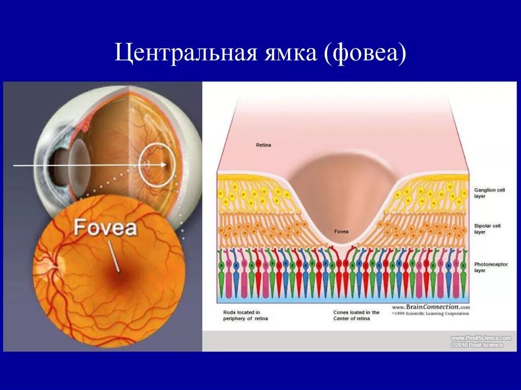 Анатомия глаза макула. Центральная ямка желтое пятно сетчатки. Центральная ямка сетчатки. Центр сетчатки