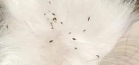 Сон блохи на коте