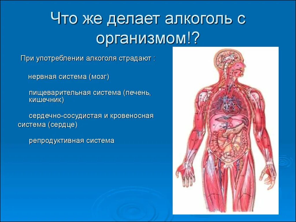 Кровеносная система человека. Алкоголизм влияние на органы. Кровеносная и нервная система человека.