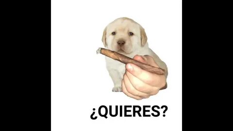 Quieres